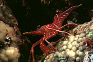 red sea eilat- aqatica 90 with 60mm lens. by Smulik Blum 